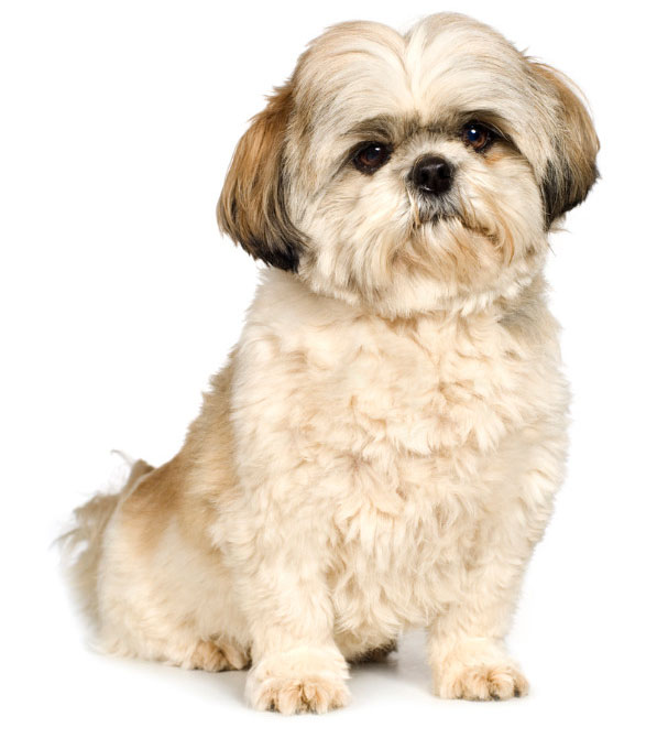 Shih tzu teddy bear