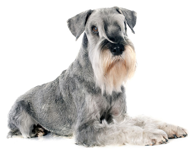 Standard Schnauzer