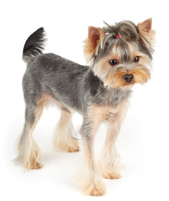 Yorkie Kennel Cut