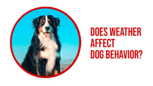 Does Weather Affect Dog Behavior