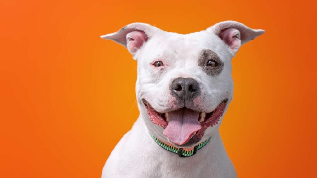 Dog Sitting In Pauls Valley​