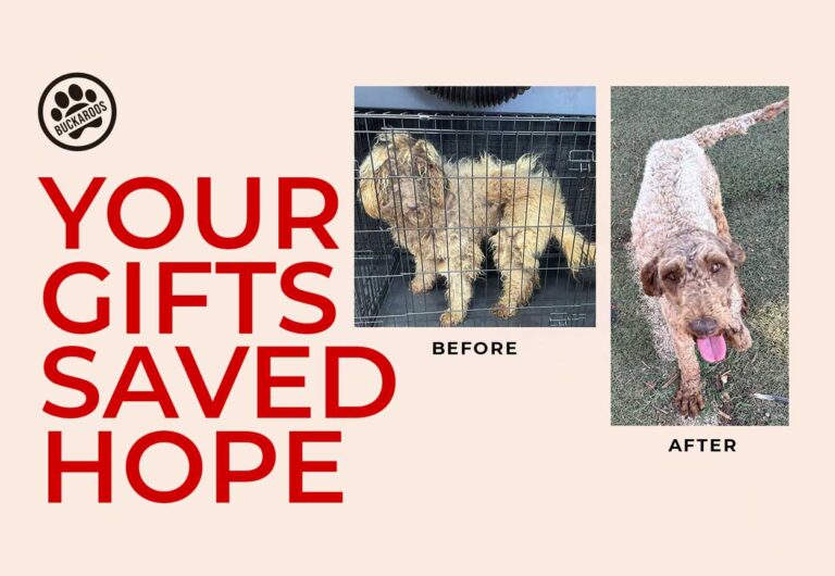 donate and save dogs