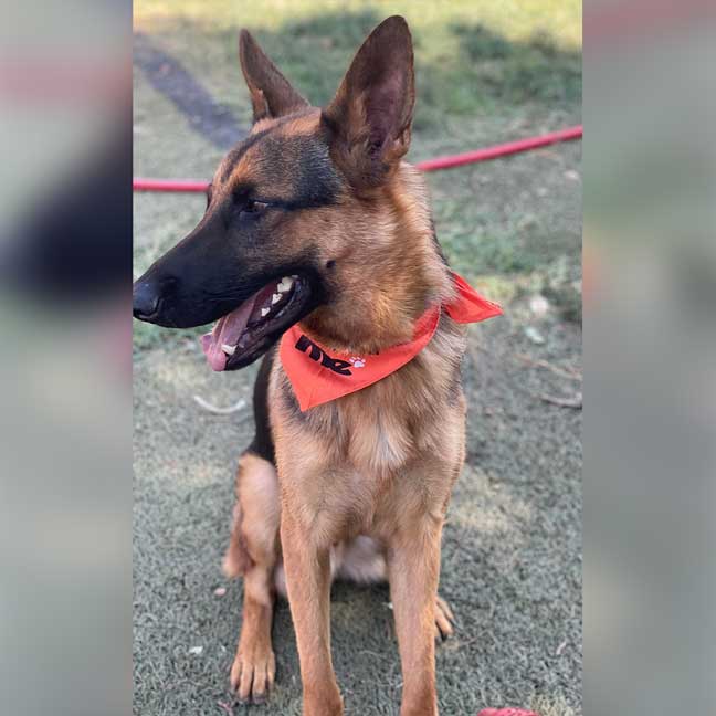 DOG-RESCUE-OKLAHOMA