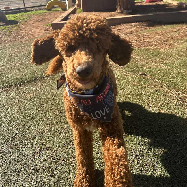 DOG-RESCUE-OKLAHOMA