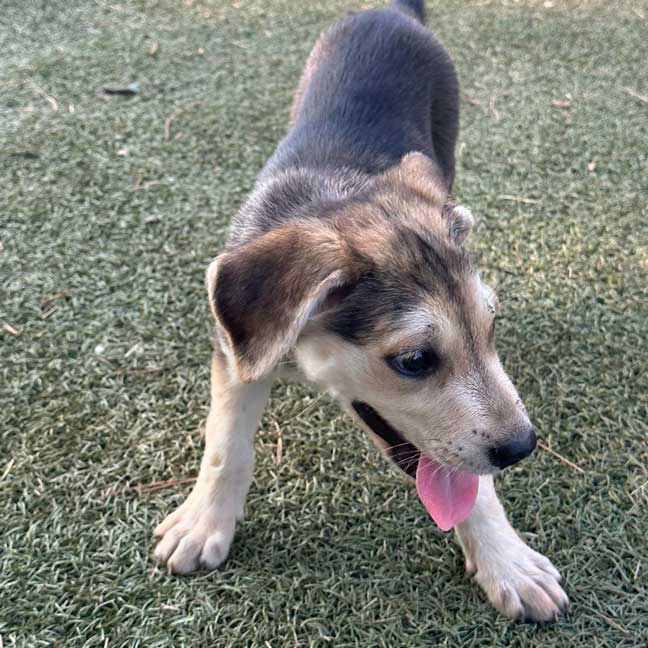 DOG-RESCUE-OKLAHOMA