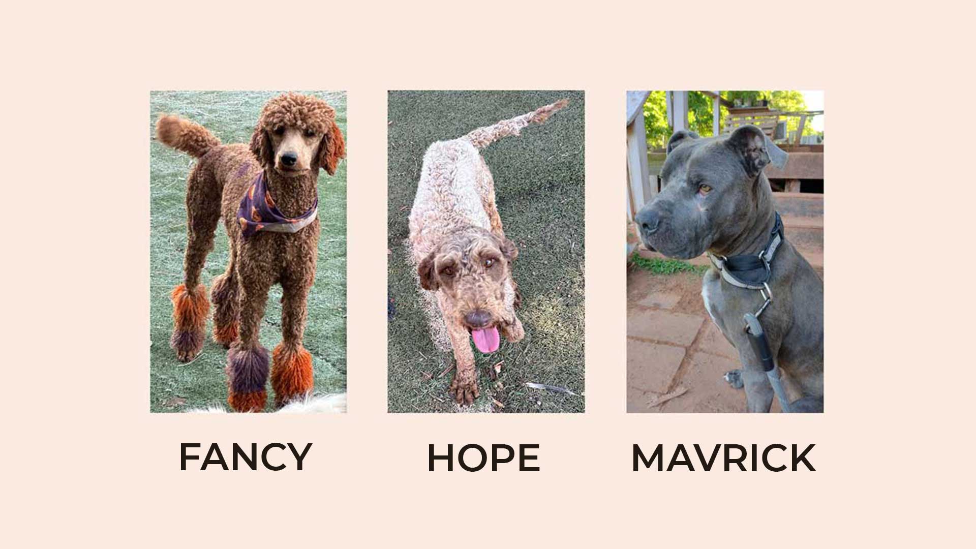 donate and save dogs