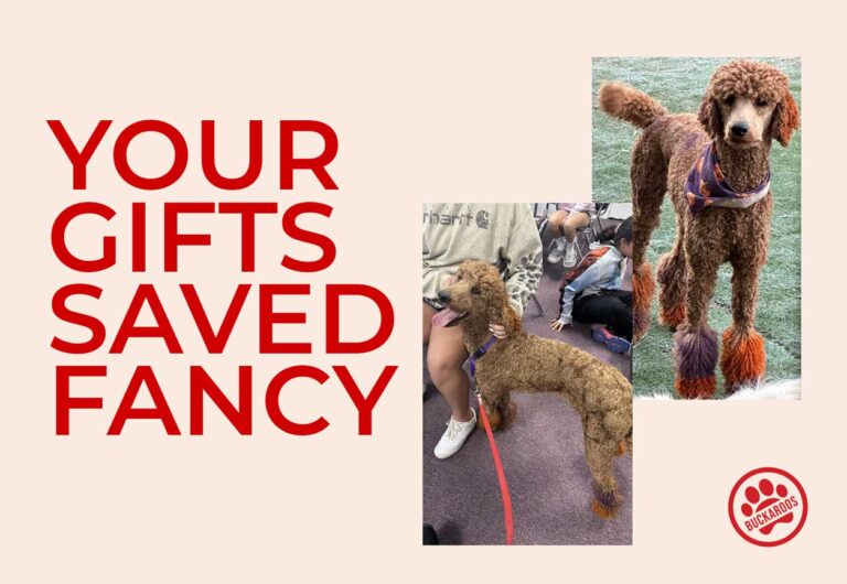 donate and save dogs