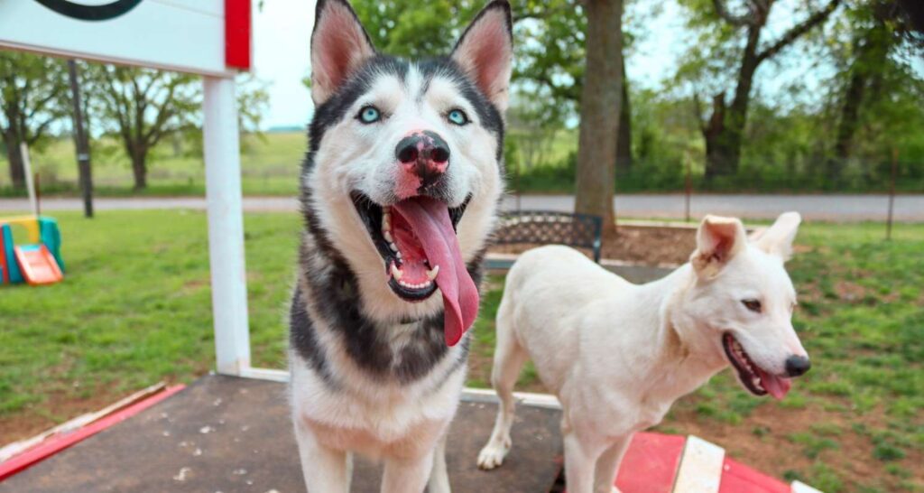 Two dogs during outdoor obedience training at Buckaroos