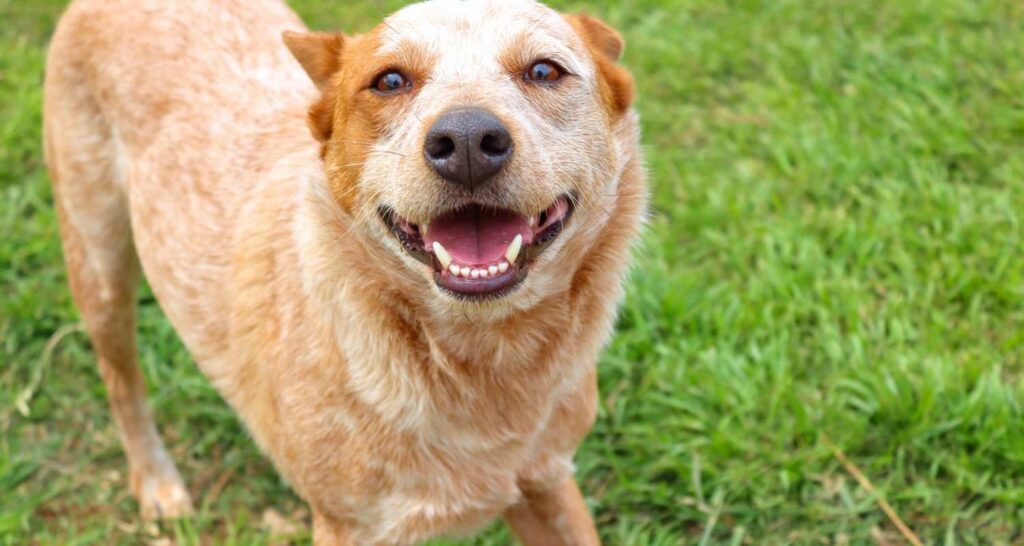 Red heeler participating in a Board and Train program at Buckaroos