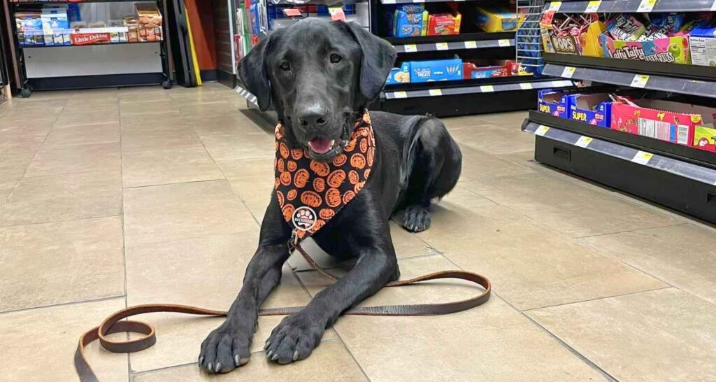 Black Labrador practicing calm behavior around public distractions