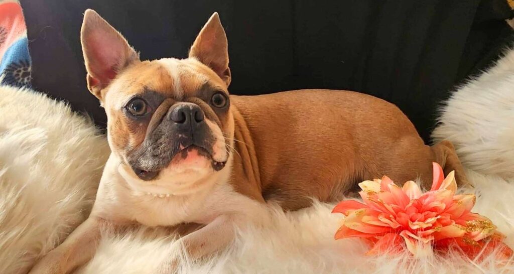Boston terrier relaxing during a structured Board and Train stay