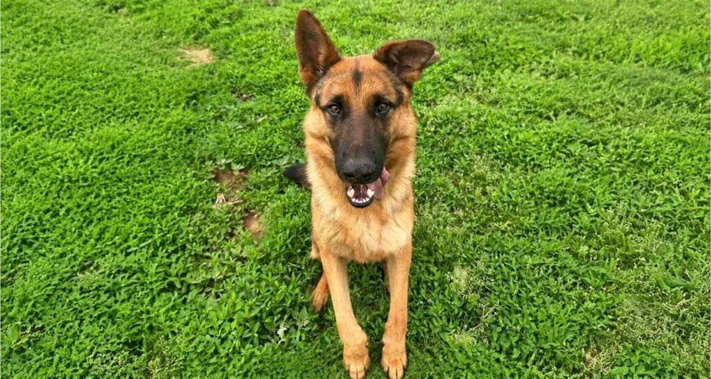 German Shepherd practicing focus during adult dog training