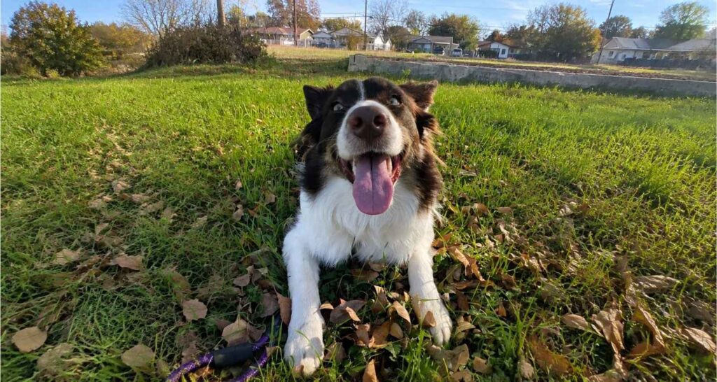 Black and white Border Collie holding a relaxed down position outdoors