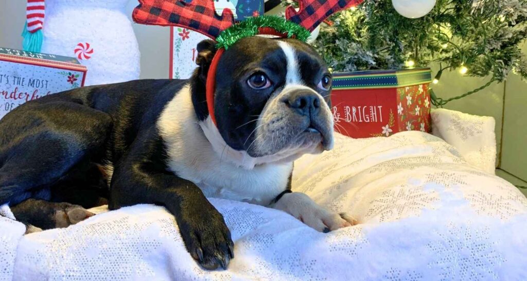 Boston Terrier resting comfortably during dog boarding at Buckaroos