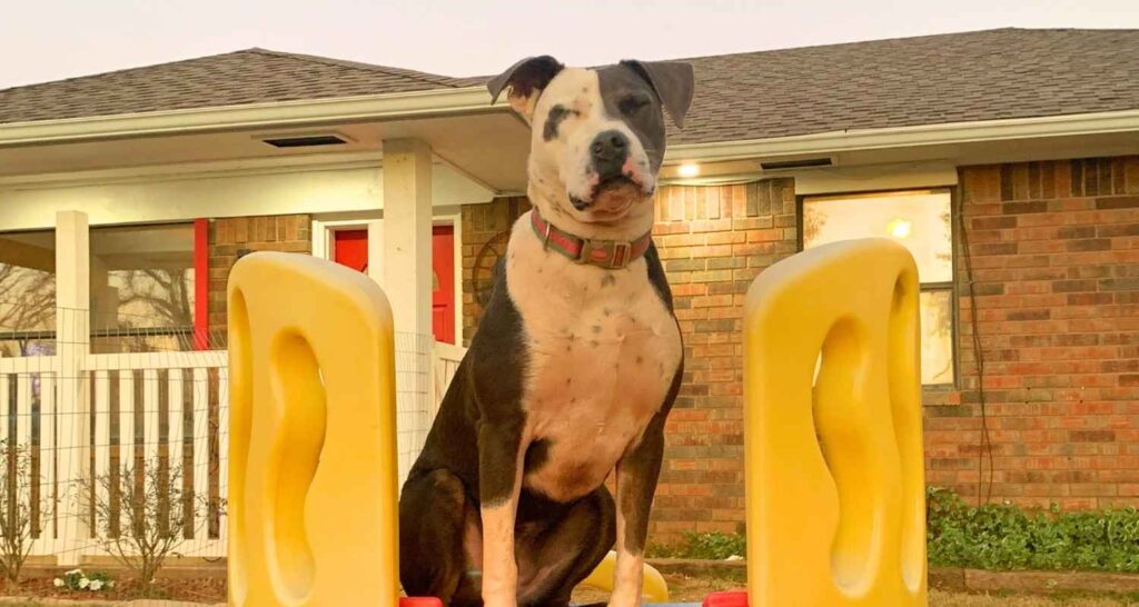 Boarding dog enjoying outdoor time at 360 Dog Care in Pauls Valley