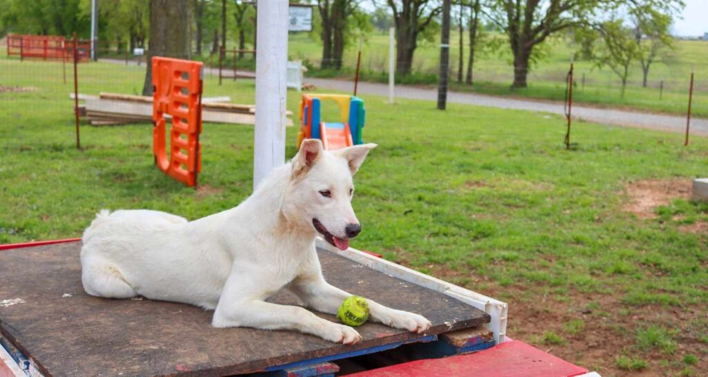 Dogs resting after supervised daycare playtime