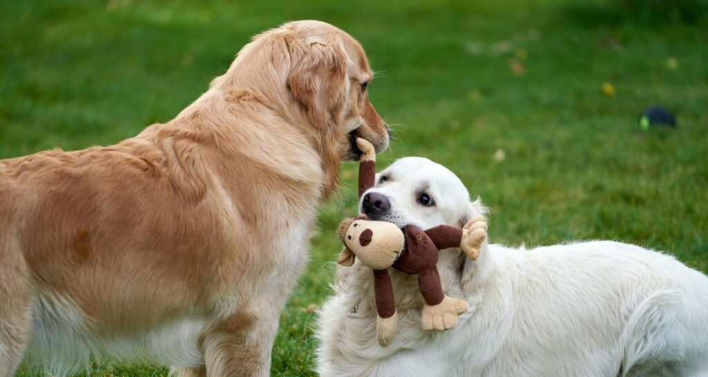 Two dogs sharing a toy during resource guarding training in Pauls Valley