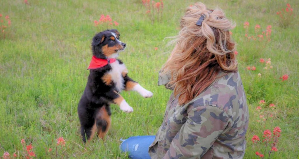 Outdoor adult dog manners training with a Buckaroos trainer