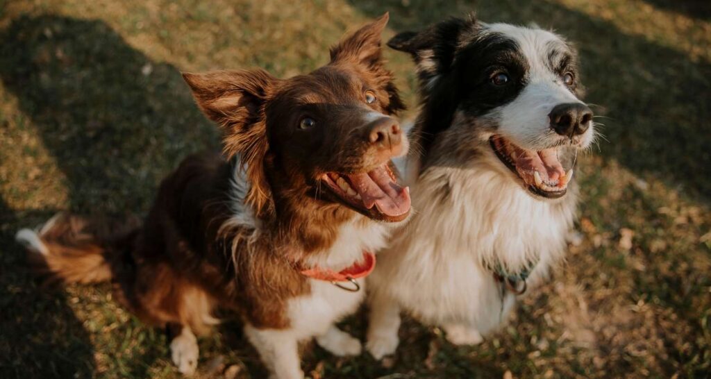 Two dogs during outdoor behavior and aggression training in Pauls Valley