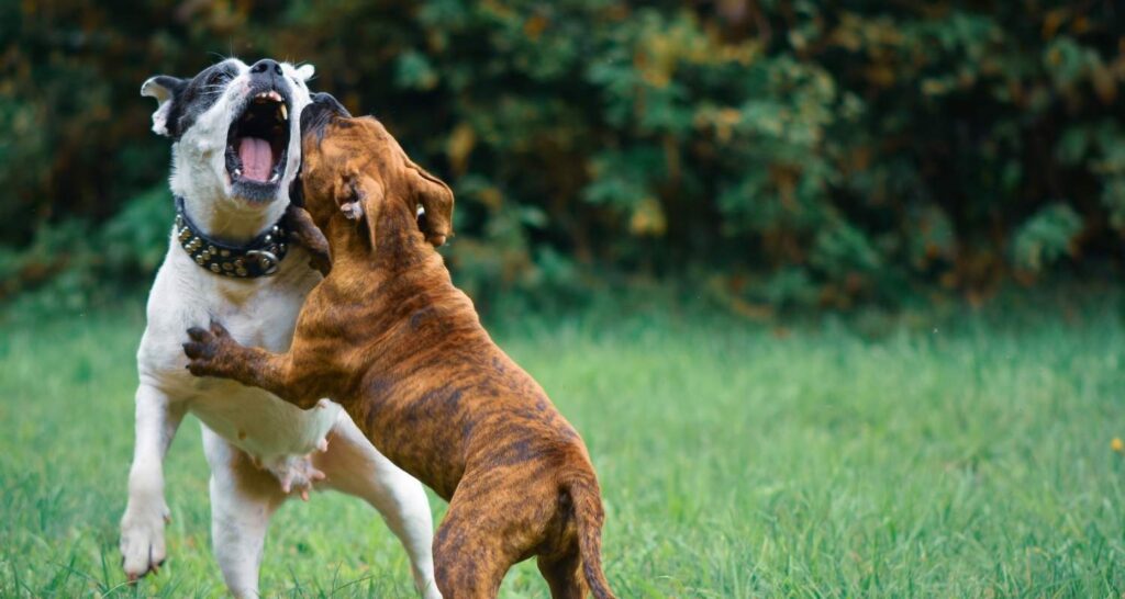 Two dogs interacting during dog aggression training in Pauls Valley