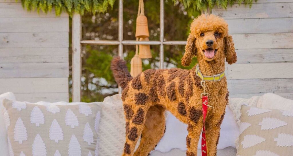 Poodle standing confidently during an outdoor training session