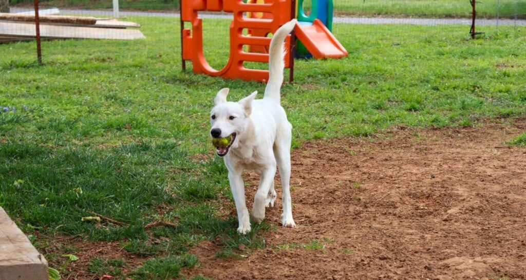Puppy playing with a tennis ball during outdoor training in Pauls Valley, OK