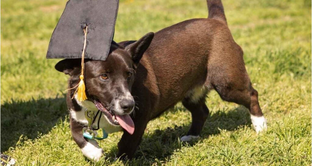 Puppy training program graduate at Buckaroos