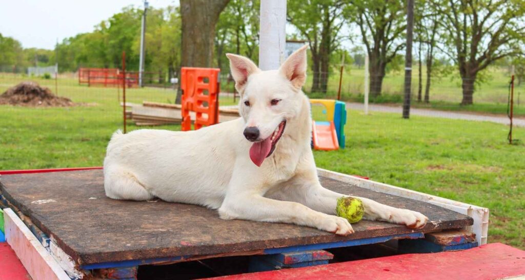 White dog practicing place training on an outdoor platform at Buckaroos
