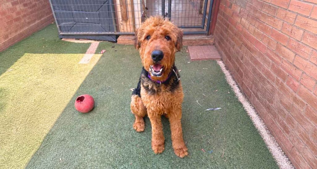 Airedale sitting attentively in the Buckaroos outdoor dog training yard