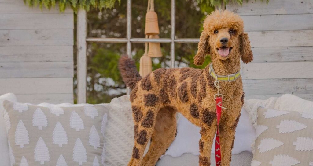Standard Poodle practicing calm behavior during therapy dog training