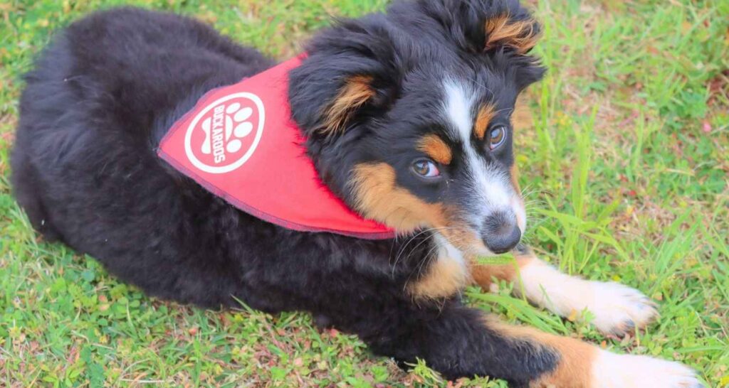 Young dog wearing a Buckaroos bandana during confidence training