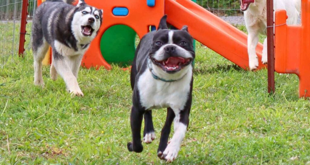 Dogs enjoying supervised outdoor activity during Board and Train