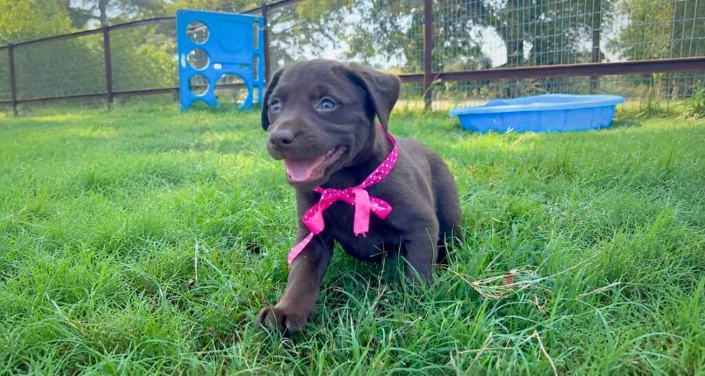 Black puppy at Buckaroos during dog training in Pauls Valley