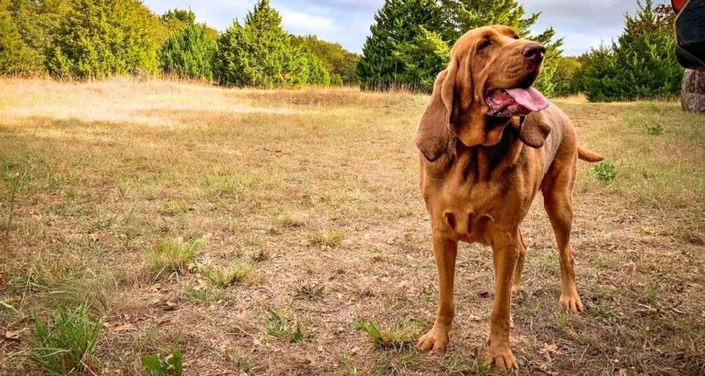 Bloodhound standing outdoors at Buckaroos dog training in Pauls Valley