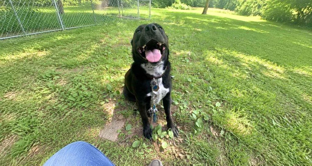 Black dog sitting calmly during dog behavior training in Pauls Valley